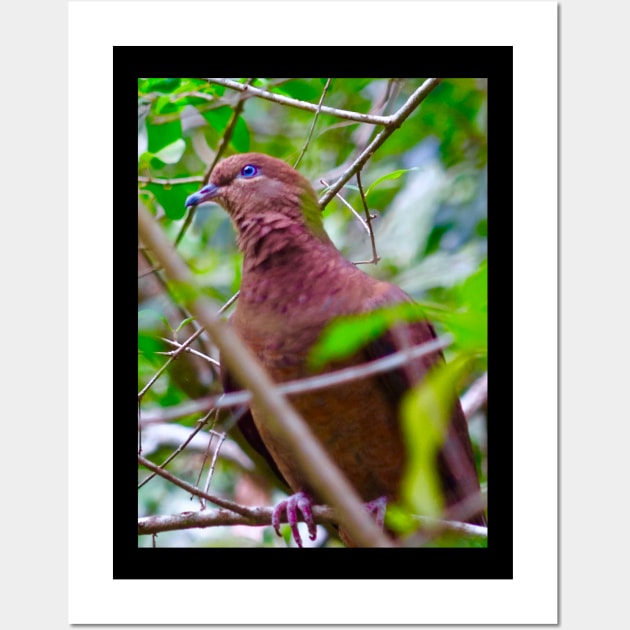 The Brown Cuckoo Dove Wall Art by Mickangelhere1